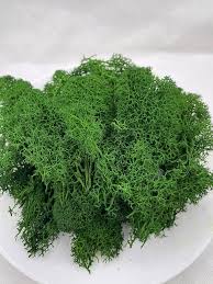 Musgo Seco 1oz
