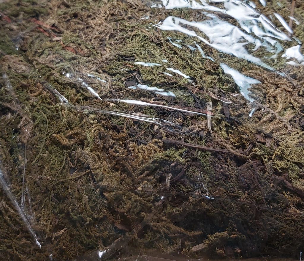 Musgo Seco 1oz