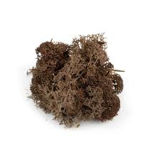 Musgo Seco 1oz