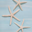 Estrella de mar 2"x3" unidad
