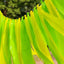 Summer Citrus Backdrop Kit