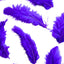 Plumas Medianas Violeta