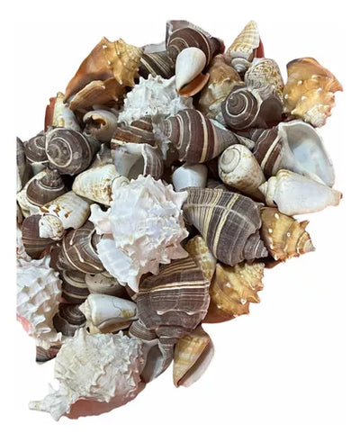 Caracoles Surtidos 500gr (variedad de estilos)