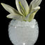 Large Water Beads 3/4” 10 grams (Varios Colores)