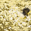 Confetti Push Pop Gold (15mm)