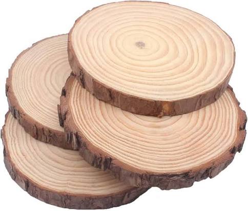 Slices Wood 14-15 x 1cm 1pc