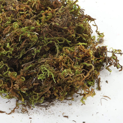 Musgo Seco 1oz