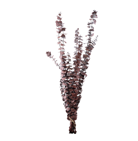 Ramo Seco de Eucaliptos 25" - Mauve